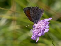 maudoc.com • Erebia tyndarus •  IMG_5266.jpg   Erebia tyndarus : Farfalla, Erebia