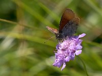 maudoc.com • Erebia tyndarus •  IMG_5268.jpg   Erebia tyndarus : Farfalla, Erebia