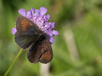 Erebia tyndarus