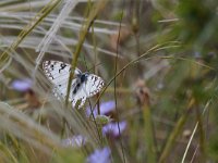 Melanargia arge