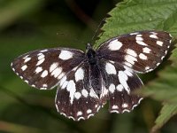 maudoc.com • Melanargia galathea •  IMG_0142.jpg   Melanargia galathea : Melanargia galathea