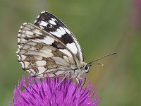 maudoc.com • Melanargia galathea •  IMG_0835.jpg   Melanargia galathea : Farfalla, Melanargia galathea