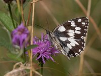 maudoc.com • Melanargia galathea •  IMG_0950.jpg   Melanargia galathea : Farfalla, Melanargia galathea