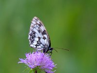 maudoc.com • Melanargia galathea •  IMG_0975.jpg   Melanargia galathea : Melanargia galathea