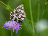 maudoc.com • Melanargia galathea •  IMG_0995.jpg   Melanargia galathea : Melanargia galathea