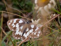 maudoc.com • Melanargia galathea •  IMG_1821.jpg   Melanargia galathea : Farfalla, Melanargia galathea