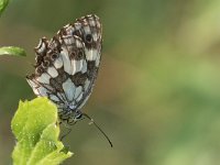 maudoc.com • Melanargia galathea •  IMG_4107.jpg   Melanargia galathea : Farfalla, Melanargia galathea