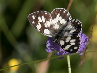 maudoc.com • Melanargia galathea •  IMG_6236.jpg   Melanargia galathea : Farfalla, Melanargia galathea