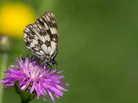 maudoc.com • Melanargia galathea •  IMG_6416.jpg   Melanargia galathea : Farfalla, Melanargia galathea