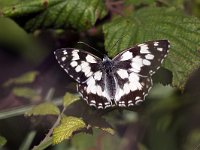 Melanargia galathea