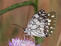 maudoc.com • Melanargia galathea •  IMG_7937.jpg   Melanargia galathea : Farfalla, Melanargia galathea