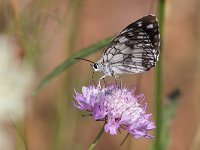 maudoc.com • Melanargia galathea •  IMG_7940.jpg   Melanargia galathea : Farfalla, Melanargia galathea