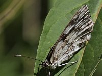 maudoc.com • Melanargia galathea •  IMG_8444.jpg   Melanargia galathea