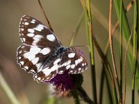 maudoc.com • Melanargia galathea •  IMG_8990.jpg   Melanargia galathea : Farfalla, Melanargia galathea