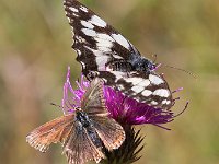 maudoc.com • Melanargia galathea •  IMG_9116.jpg   Melanargia galathea & Polyommatus coridon : Farfalla, Melanargia galathea, Polyommatus coridon