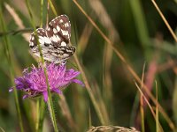 maudoc.com • Melanargia galathea •  IMG_9181.jpg   Melanargia galathea : Melanargia galathea, Farfalla