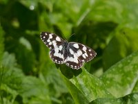 maudoc.com • Melanargia galathea •  Melanargia_galathea01.jpg   Melanargia galathea : Farfalla, Melanargia galathea