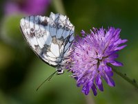 maudoc.com • Melanargia galathea •  Melanargia_galathea02.jpg   Melanargia galathea : Farfalla, Melanargia galathea