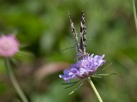 maudoc.com • Melanargia galathea •  Melanargia_galathea03.jpg   Melanargia galathea : Farfalla, Melanargia galathea