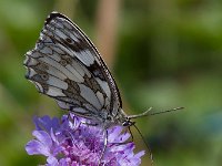 maudoc.com • Melanargia galathea •  Melanargia galathea05 V.jpg   Melanargia galathea : Farfalla, Melanargia galathea