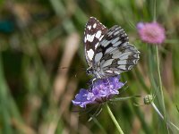 maudoc.com • Melanargia galathea •  Melanargia_galathea06.jpg   Melanargia galathea : Farfalla, Melanargia galathea