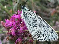 maudoc.com • Melanargia russiae •  IMG_4155.jpg   Melanargia russiae : Farfalla