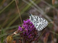 Melanargia russiae