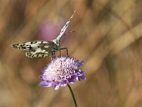 maudoc.com • Melanargia russiae •  IMG_8029.jpg   Melanargia russiae : Farfalla