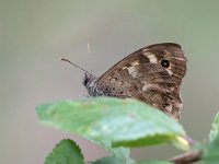 maudoc.com • Pararge aegeria •  IMG_4973.jpg   Pararge aegeria : Farfalla, Lasiommata megera