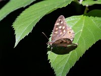 maudoc.com • Pararge aegeria •  IMG_6180.jpg   Pararge aegeria : Farfalla, Pararge aegeria