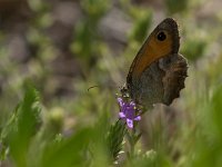 maudoc.com • Pyronia cecilia •  IMG_7164.jpg   Pyronia cecilia : Farfalla, Pyronia cecilia