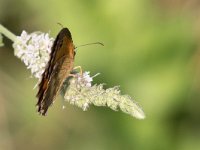 maudoc.com • Pyronia tithonus •  IMG_4188.jpg   Pyronia tithonus : Farfalla