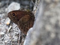 maudoc.com • Satyrus ferula •  IMG_6324.jpg : Farfalla, Satyrus ferula