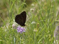 Satyrus ferula