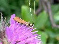 maudoc.com • Adelidae •  IMG_9769.jpg   Nemophora metallica : Falena