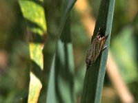 maudoc.com • Crambidae •  IMG_0010.jpg   Thisanotia chrysonuchella? : Falena