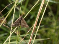 maudoc.com • Crambidae •  IMG_0381.jpg   Pyrausta aerealis : Falena