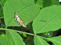 maudoc.com • Crambidae •  IMG_0637.jpg   Anania hortulata : Falena