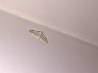 maudoc.com • Crambidae •  IMG_1711a.jpg   Palpita vitrealis