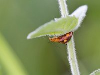 maudoc.com • Crambidae •  IMG_4321.jpg   Pyrausta aurata