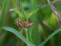 maudoc.com • Crambidae •  IMG_4931.jpg   Pyrausta purpuralis : Falena