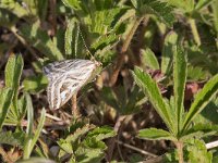 maudoc.com • Crambidae •  IMG_5475.jpg   Loxostege aeruginalis : Falena