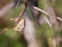 maudoc.com • Crambidae •  IMG_5477.jpg   Loxostege aeruginalis : Falena