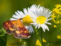 maudoc.com • Crambidae •  IMG_6544.jpg   Pyrausta aurata : Falena