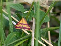 maudoc.com • Crambidae •  IMG_6670.jpg   Pyrausta sanguinalis : Falena