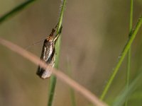 maudoc.com • Crambidae •  IMG_6834.jpg   Thisanotia chrysonuchella : Falena