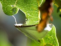 maudoc.com • Crambidae •  IMG_9006.jpg   Palpita vitrealis