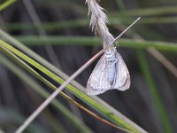 maudoc.com • Crambidae •  IMG_9173.jpg   Udea lutealis : Falena