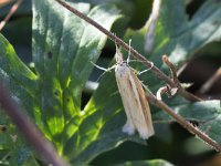 maudoc.com • Crambidae •  IMG_9266.jpg   Agriphila tristella : Falena