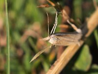 maudoc.com • Crambidae •  IMG_9267.jpg   Agriphila tristella : Falena